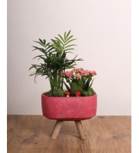 Doğal Şıklık Mini Bahçe - Seramik Saksıda Karışık Sukulent & Çiçek Aranjmanı Doğal Şıklık Mini Bahçe - Seramik Saksıda Karışık Sukulent & Çiçek Aranjmanı