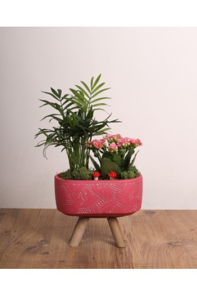 Doğal Şıklık Mini Bahçe - Seramik Saksıda Karışık Sukulent & Çiçek Aranjmanı Doğal Şıklık Mini Bahçe - Seramik Saksıda Karışık Sukulent & Çiçek Aranjmanı