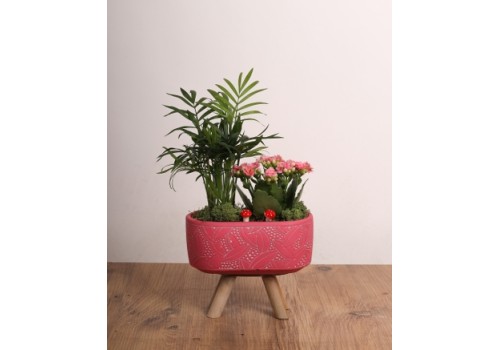 Doğal Şıklık Mini Bahçe - Seramik Saksıda Karışık Sukulent & Çiçek Aranjmanı