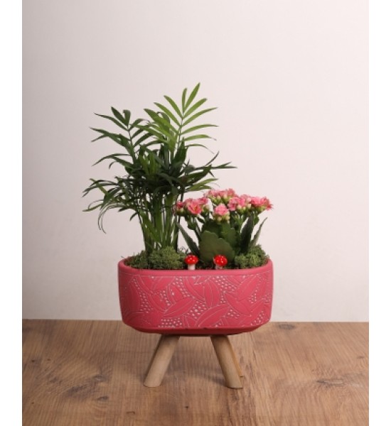 Doğal Şıklık Mini Bahçe - Seramik Saksıda Karışık Sukulent & Çiçek Aranjmanı Doğal Şıklık Mini Bahçe - Seramik Saksıda Karışık Sukulent & Çiçek Aranjmanı