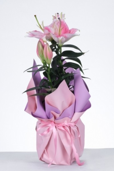 Pembe Lilyum Saksı Aranjmanı Zarafetin ve Şıklığın Buluşması