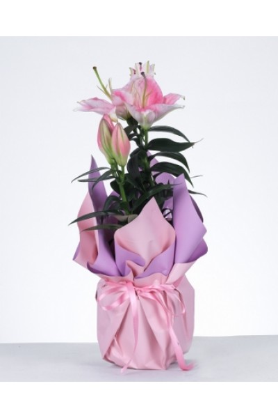 Pembe Lilyum Saksı Aranjmanı Zarafetin ve Şıklığın Buluşması Pembe Lilyum Saksı Aranjmanı Zarafetin ve Şıklığın Buluşması
