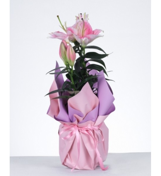 Pembe Lilyum Saksı Aranjmanı Zarafetin ve Şıklığın Buluşması Pembe Lilyum Saksı Aranjmanı Zarafetin ve Şıklığın Buluşması