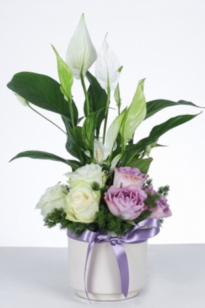 "Barış ve Zarafet: Güllü Barış Çiçeği Aranjmanı" "Barış ve Zarafet: Güllü Barış Çiçeği Aranjmanı"