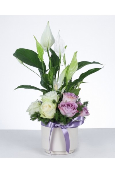 "Barış ve Zarafet: Güllü Barış Çiçeği Aranjmanı" "Barış ve Zarafet: Güllü Barış Çiçeği Aranjmanı"