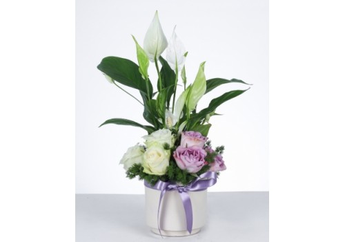 "Barış ve Zarafet: Güllü Barış Çiçeği Aranjmanı"