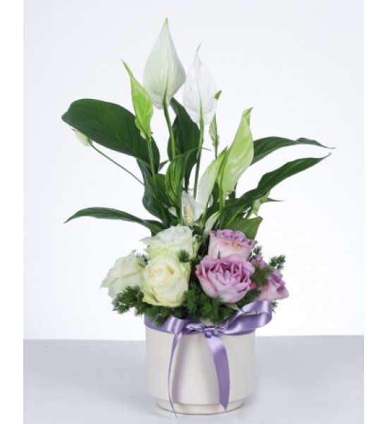 "Barış ve Zarafet: Güllü Barış Çiçeği Aranjmanı" "Barış ve Zarafet: Güllü Barış Çiçeği Aranjmanı"