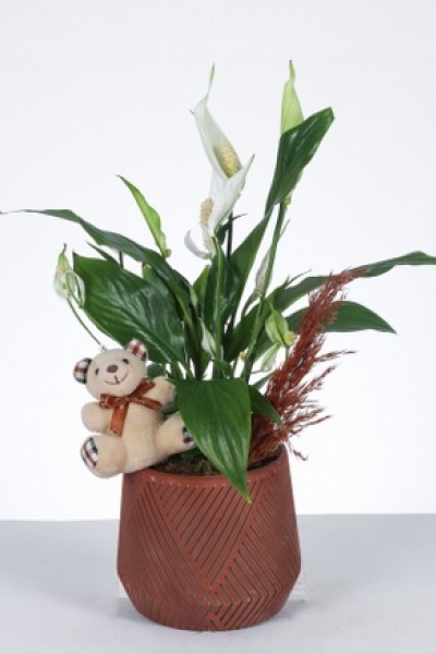 Sevimli Barış Çiçeği Aranjmanı