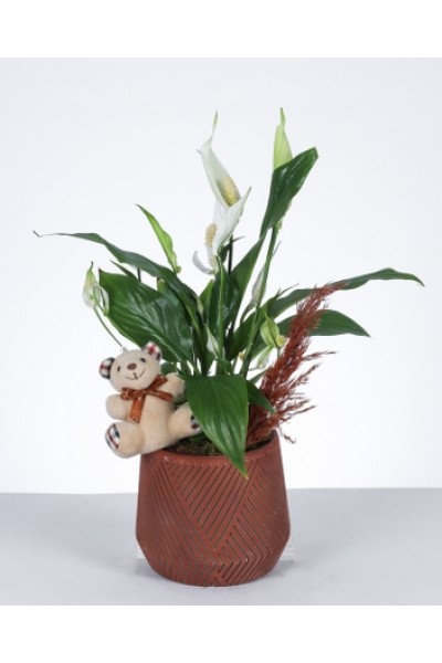 Sevimli Barış Çiçeği Aranjmanı