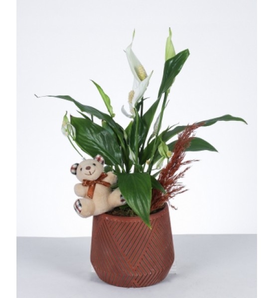 Sevimli Barış Çiçeği Aranjmanı Sevimli Barış Çiçeği Aranjmanı