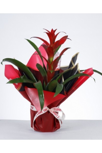 Aşkın Işıltısı Guzmanya Aşkın Işıltısı Guzmanya