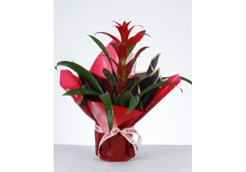 Aşkın Işıltısı Guzmanya