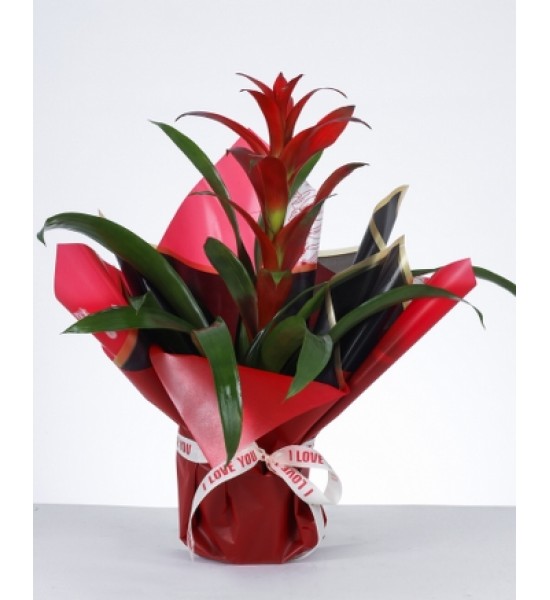 Aşkın Işıltısı Guzmanya Aşkın Işıltısı Guzmanya