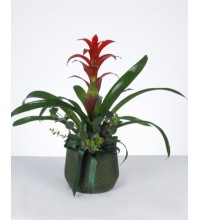 Kırmızı Guzmanya Çiçeği Tasarımı Kırmızı Guzmanya Çiçeği Tasarımı