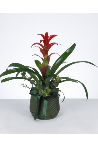 Kırmızı Guzmanya Çiçeği Tasarımı Kırmızı Guzmanya Çiçeği Tasarımı