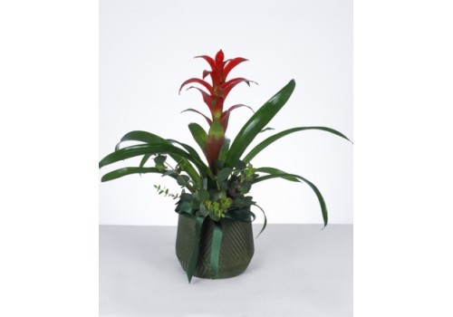 Kırmızı Guzmanya Çiçeği Tasarımı