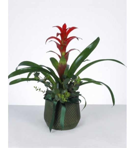 Kırmızı Guzmanya Çiçeği Tasarımı Kırmızı Guzmanya Çiçeği Tasarımı