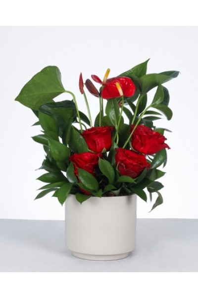 Aşkın Zarafeti: Kırmızı Gül ve Antoryum Aranjmanı Aşkın Zarafeti: Kırmızı Gül ve Antoryum Aranjmanı