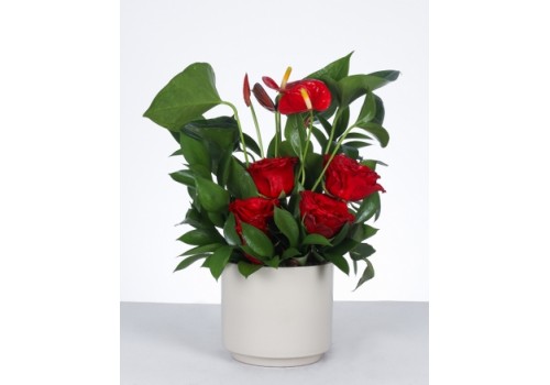 Aşkın Zarafeti: Kırmızı Gül ve Antoryum Aranjmanı