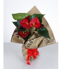 Kırmızı Antoryum Aranjmanı Kırmızı Antoryum Aranjmanı