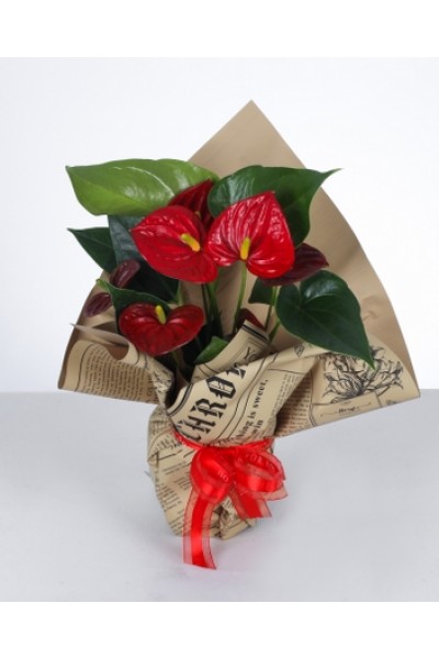 Kırmızı Antoryum Aranjmanı Kırmızı Antoryum Aranjmanı