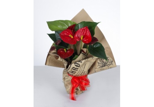 Kırmızı Antoryum Aranjmanı