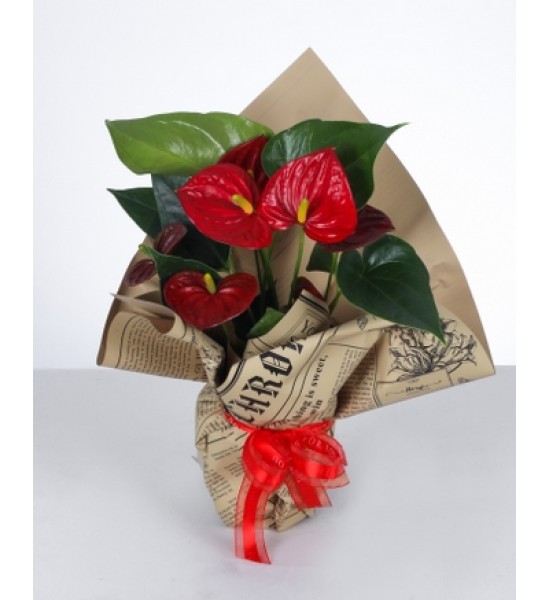 Kırmızı Antoryum Aranjmanı Kırmızı Antoryum Aranjmanı