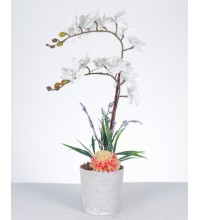 Beyaz Orkide ve Şakayık Aranjmanı Şık Seramik Saksıda Beyaz Orkide ve Şakayık Aranjmanı Şık Seramik Saksıda