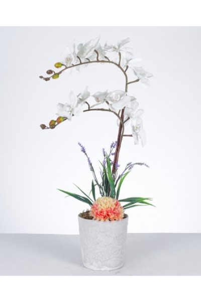 Beyaz Orkide ve Şakayık Aranjmanı Şık Seramik Saksıda Beyaz Orkide ve Şakayık Aranjmanı Şık Seramik Saksıda