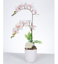 Zarif Beyaz-Orkide Aranjmanı Zarif Beyaz-Orkide Aranjmanı