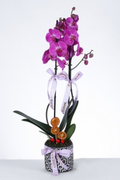 Çift Dallı Mor Orkide – "Love is Eternal" Saksıda Çift Dallı Mor Orkide – "Love is Eternal" Saksıda