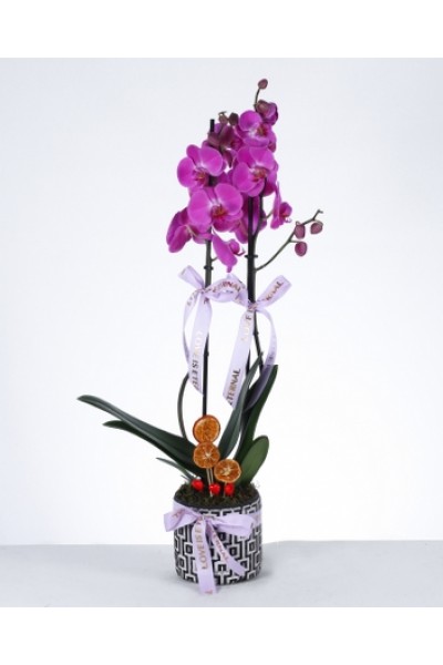 Çift Dallı Mor Orkide – "Love is Eternal" Saksıda Çift Dallı Mor Orkide – "Love is Eternal" Saksıda