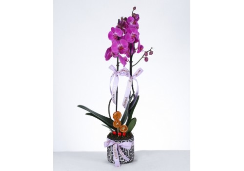 Çift Dallı Mor Orkide – "Love is Eternal" Saksıda