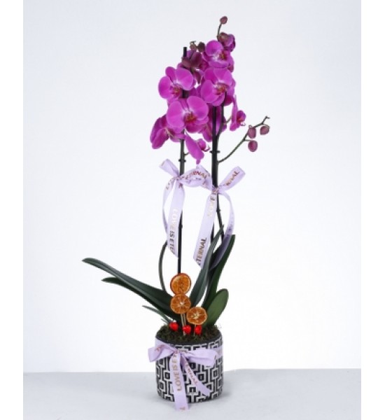 Çift Dallı Mor Orkide – "Love is Eternal" Saksıda Çift Dallı Mor Orkide – "Love is Eternal" Saksıda