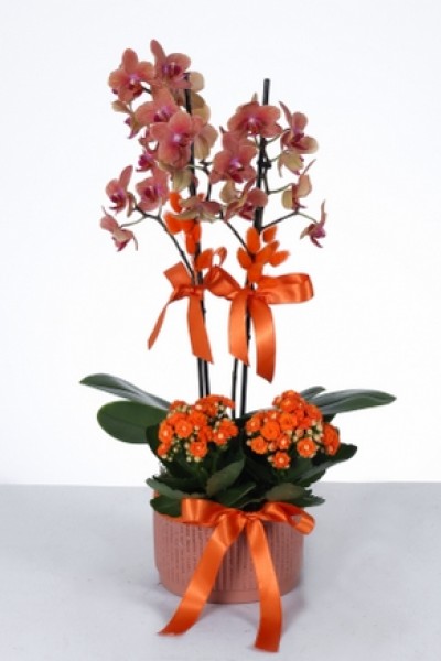 İkili Turuncu Orkide ve Kalanşo Aranjmanı