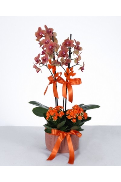 İkili Turuncu Orkide ve Kalanşo Aranjmanı İkili Turuncu Orkide ve Kalanşo Aranjmanı