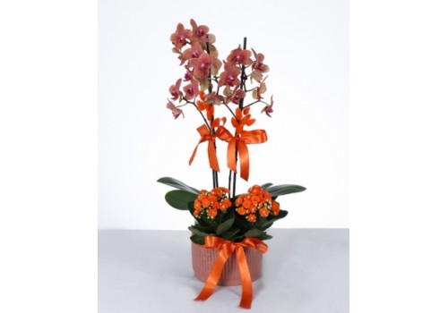 İkili Turuncu Orkide ve Kalanşo Aranjmanı