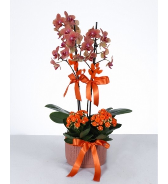 İkili Turuncu Orkide ve Kalanşo Aranjmanı