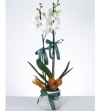 Beyaz İkili Orkide Tasarımı Şık Seramik Saksıda Beyaz İkili Orkide Tasarımı Şık Seramik Saksıda