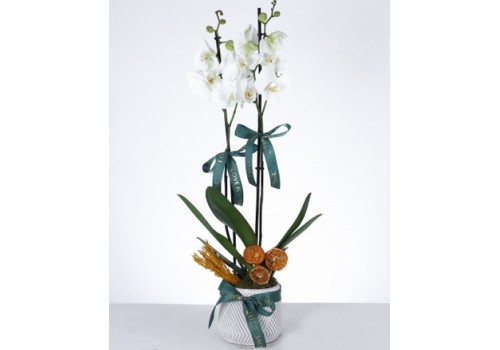 Beyaz İkili Orkide Tasarımı Şık Seramik Saksıda