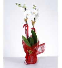 Zarafet Dokunuşu: Çift Dal Beyaz Orkide Zarafet Dokunuşu: Çift Dal Beyaz Orkide