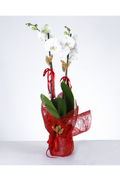 Zarafet Dokunuşu: Çift Dal Beyaz Orkide