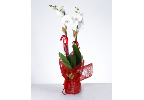 Zarafet Dokunuşu: Çift Dal Beyaz Orkide