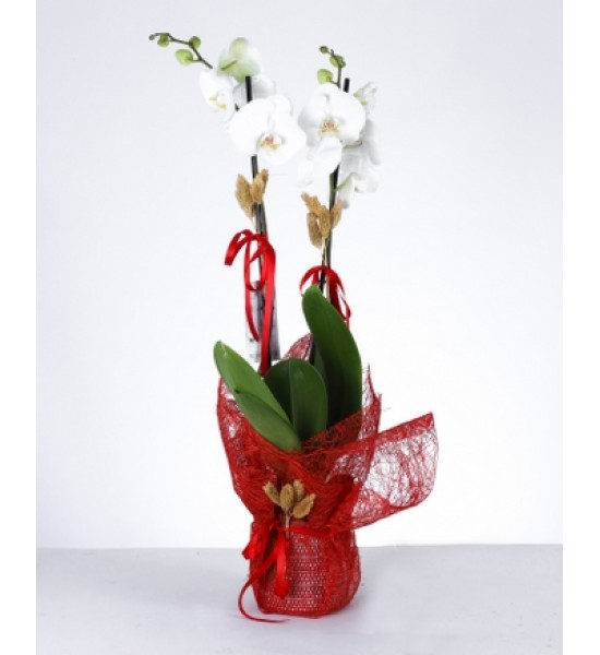 Zarafet Dokunuşu: Çift Dal Beyaz Orkide Zarafet Dokunuşu: Çift Dal Beyaz Orkide