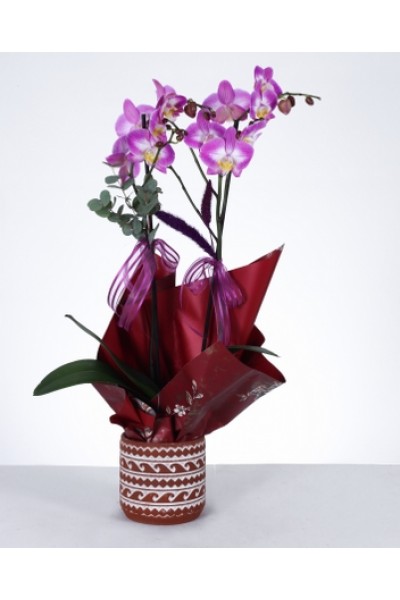 Mor Orkide Zarafeti Özel Desenli Saksıda Çift Dal Phalaenopsis Mor Orkide Zarafeti Özel Desenli Saksıda Çift Dal Phalaenopsis