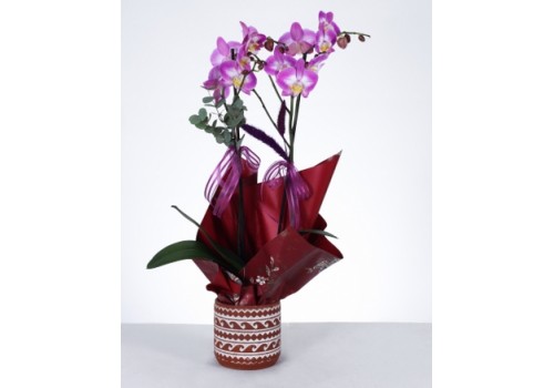 Mor Orkide Zarafeti Özel Desenli Saksıda Çift Dal Phalaenopsis