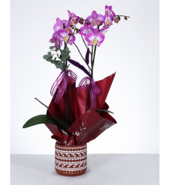 Mor Orkide Zarafeti Özel Desenli Saksıda Çift Dal Phalaenopsis