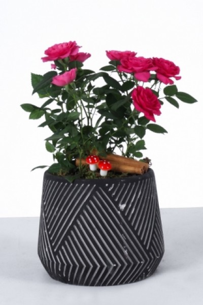 Siyah Desenli Saksıda Pembe Mini Gül Aranjmanı