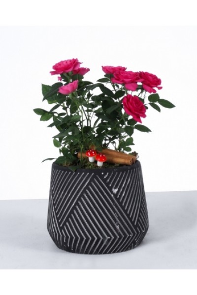 Siyah Desenli Saksıda Pembe Mini Gül Aranjmanı