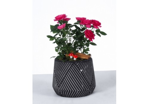 Siyah Desenli Saksıda Pembe Mini Gül Aranjmanı